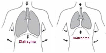 respiração abdominal - Respiração Completa: Fonte de Energia e Vitalidade!